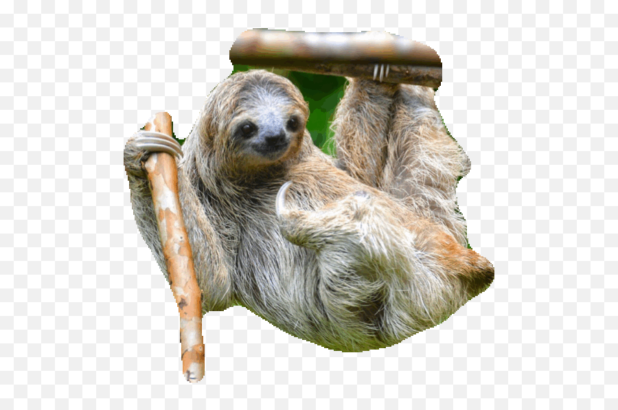 Sloth Sticker Gif Gfycat - Sloth Animated Gif Transparent Png,Sloth Transparent