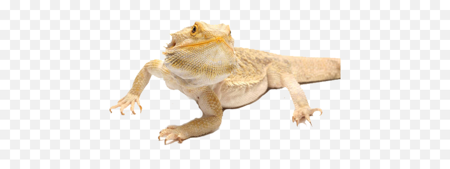 Download Is A Bearded Dragon Right For - Bearded Dragon Care Sheet Png,Bearded Dragon Png