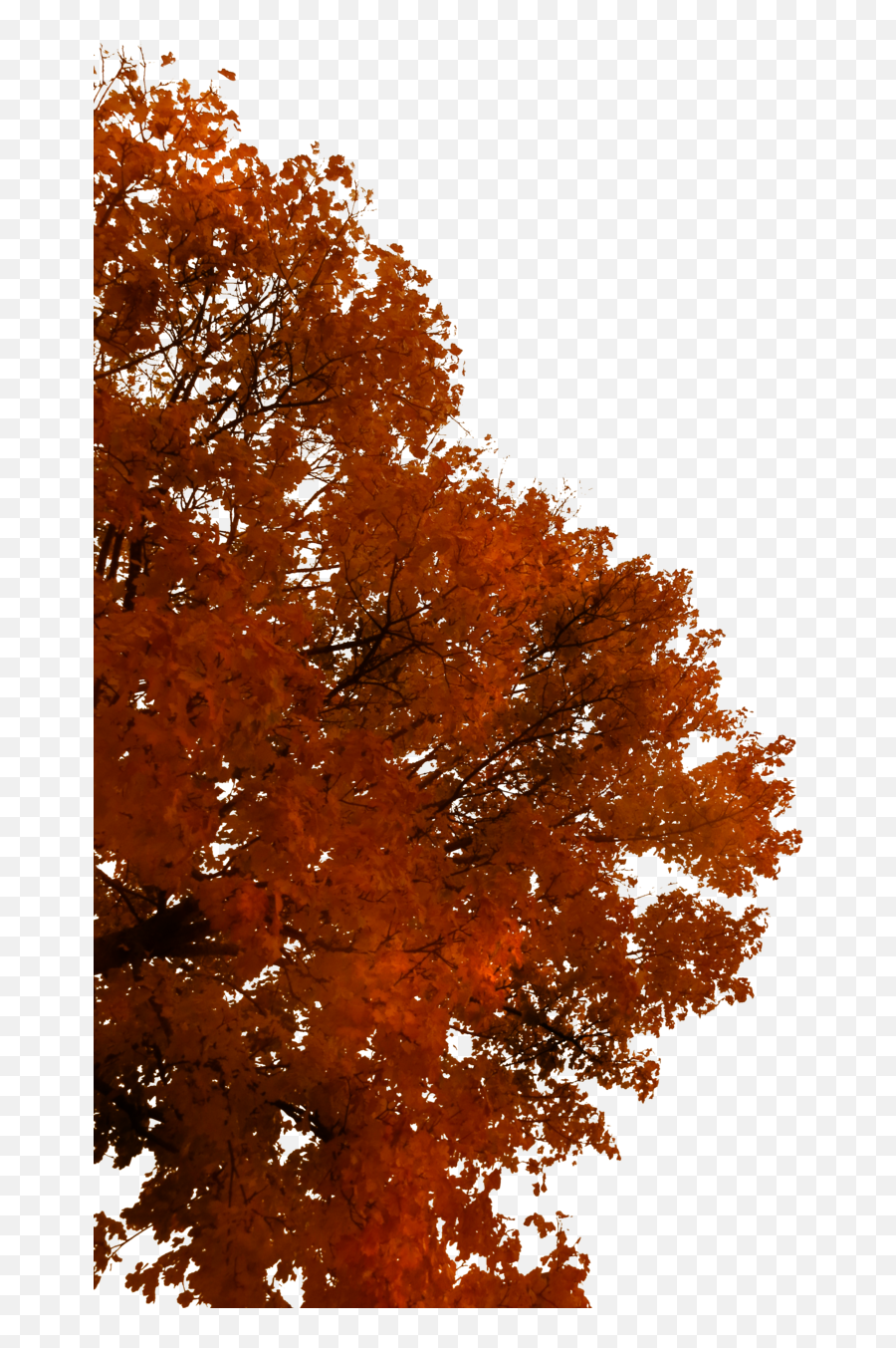 Fall Tree Branch Png Picture