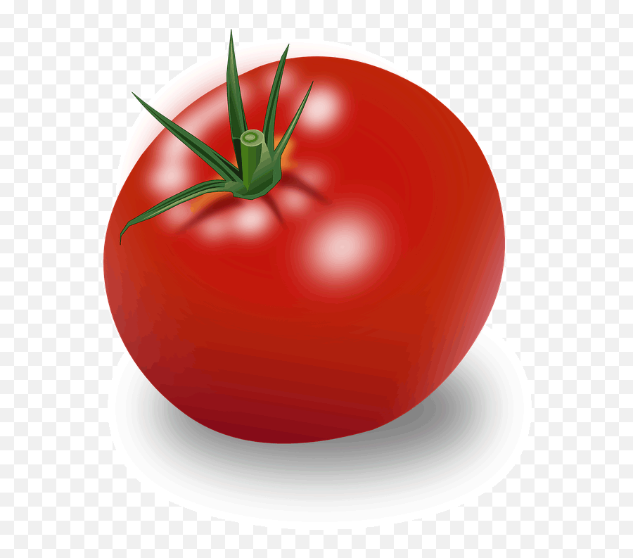 Tomato Png Images - Tomato Clipart,Tomato Transparent