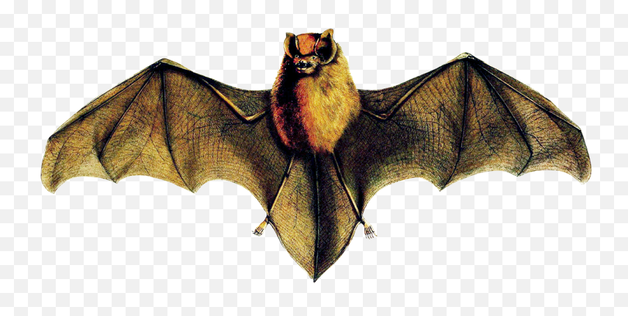 Bat Clipart - Mexican Bat Png,Bat Wings Png