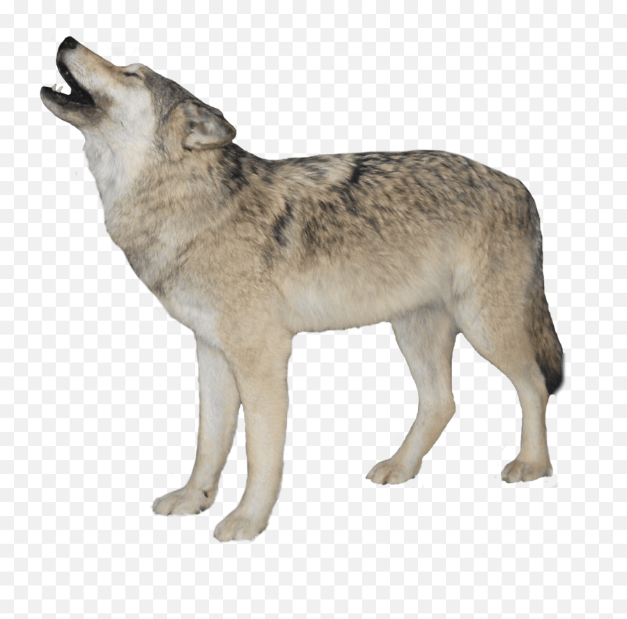 Idea - Wolf Transparent Background Png,Lobo Png