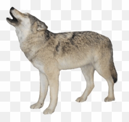 Idea - Wolf Transparent Background Png,Lobo Png
