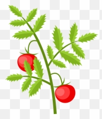 Tomato Plant Clipart - Tomatoe png
