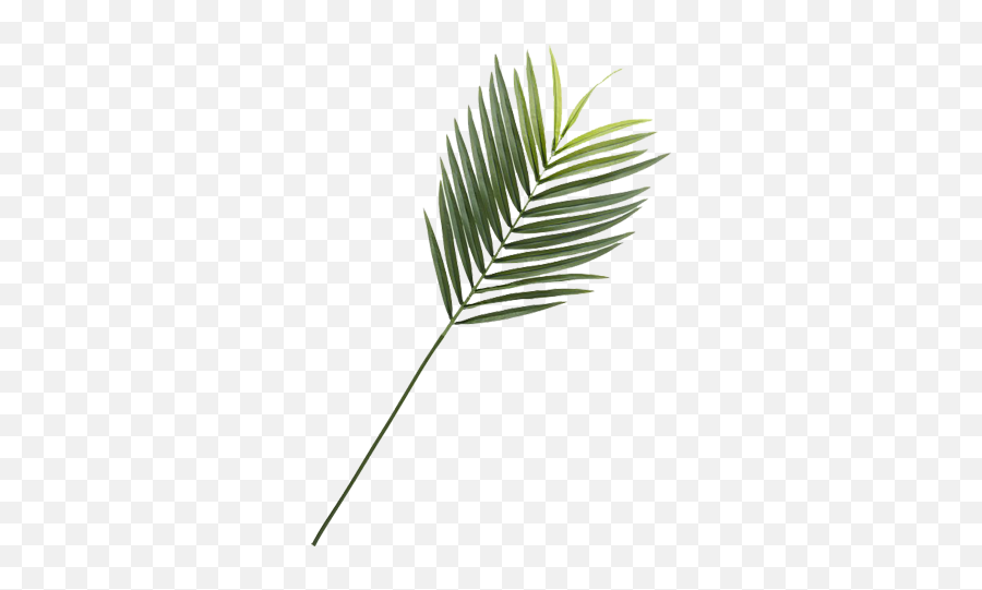Faux Phoenix Palm Leaf - Faux Phoenix Palm Leaf Png,Palm Fronds Png