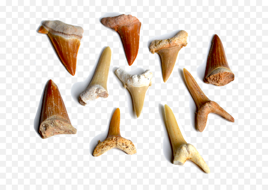 Sand Tiger Shark Png Image With No - Horizontal,Shark Teeth Png