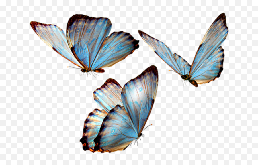 Butterflies Insects Png U0026 Free Insectspng - Transparent Background Butterfly Png,Butterfly Gif Transparent