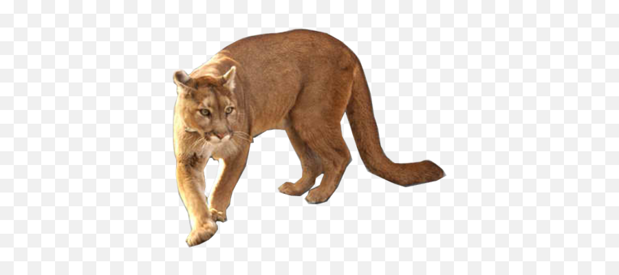 Free Cougar Psd Vector Graphic - South American Cougar Png,Mountain Lion Png