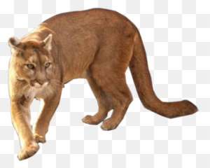 Free Cougar Psd Vector Graphic - South American Cougar Png,Mountain Lion Png