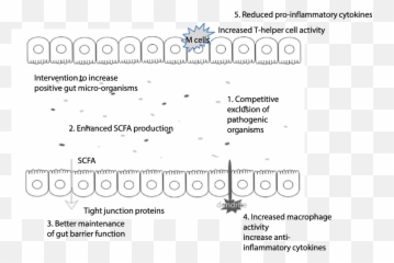 Mechanisms Linking The Human Gut - Dot png