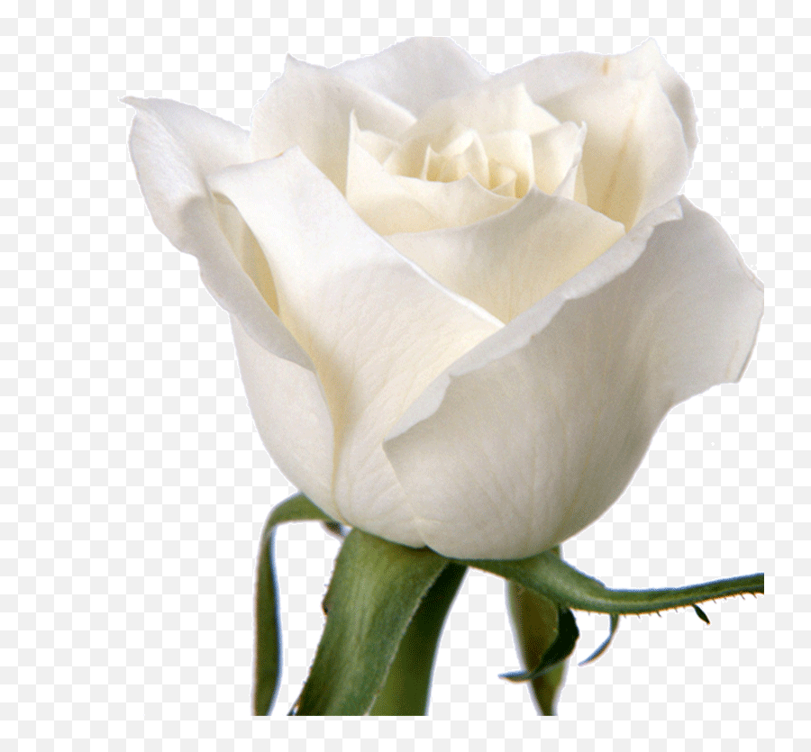 Rose Flower White Wallpaper - White Roses Png Download 800 Heart Touching Good Morning Love Quotes,White Rose Png