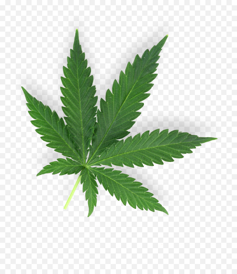 Acecann - Drogas Medicinales Png,Marijuana Leaf Icon