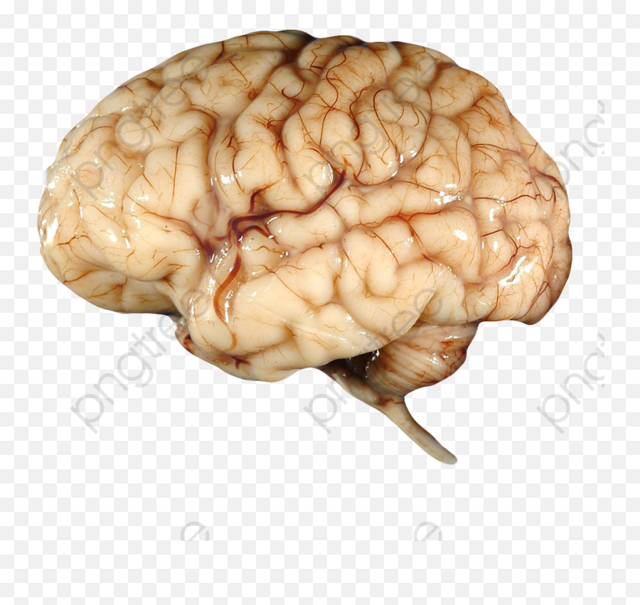 Human Brain Png Transparent Cartoon