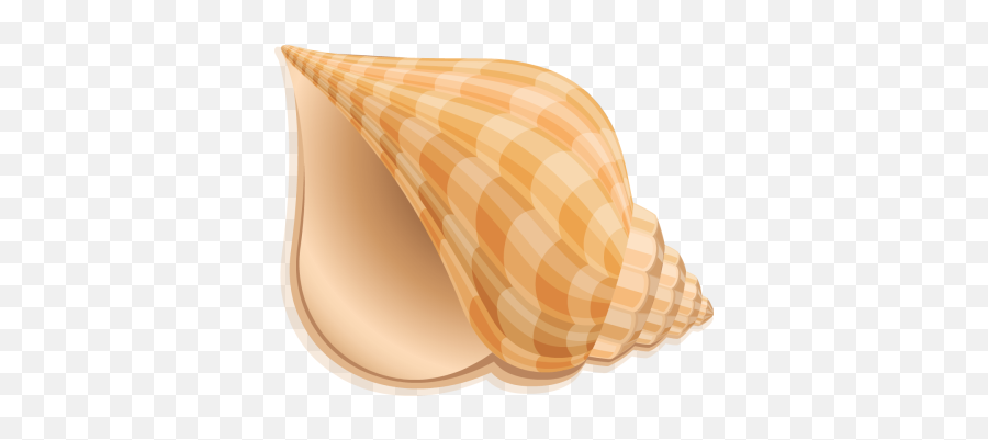 Seashell Shell Conch Transparent U0026 Png Clipart Free Download - Clip Art Sea Shell,Sea Shell Png