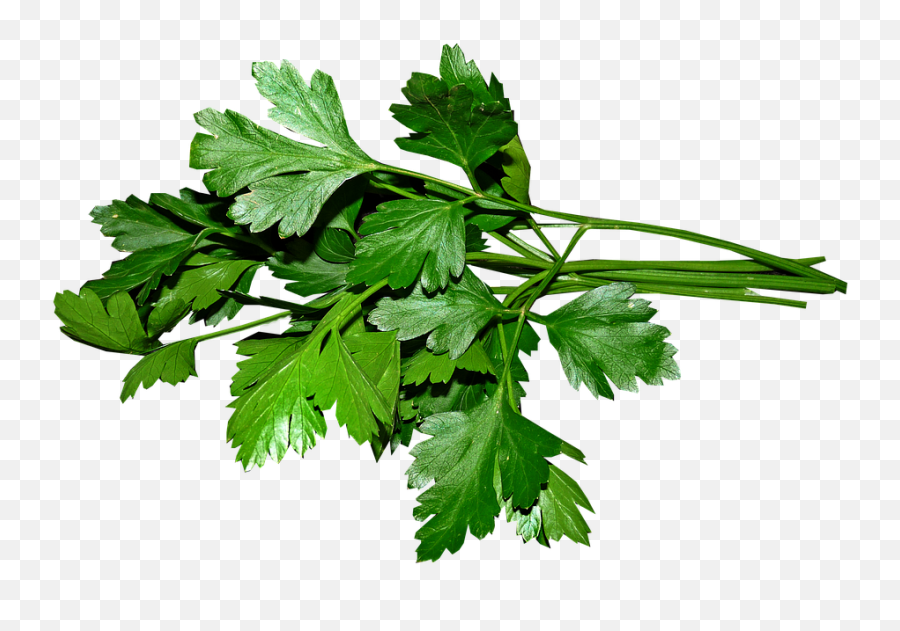 Parsley Leaves Cooking - Parsley Leaves Png,Herbs Png