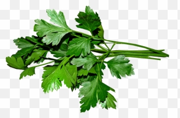 Parsley Leaves Cooking - Parsley Leaves Png,Herbs Png