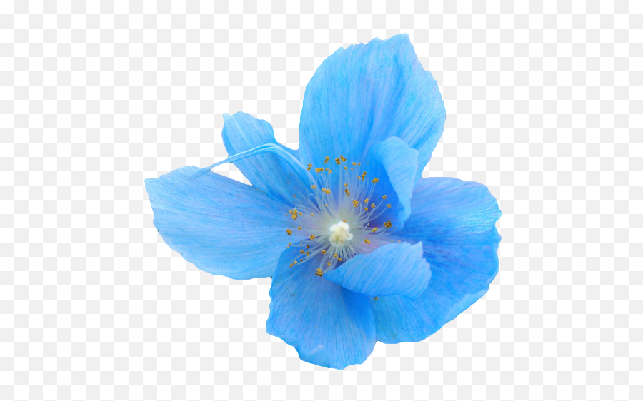 Blue Flower Png - Blue Aesthetic Flower Png,Wildflower Png