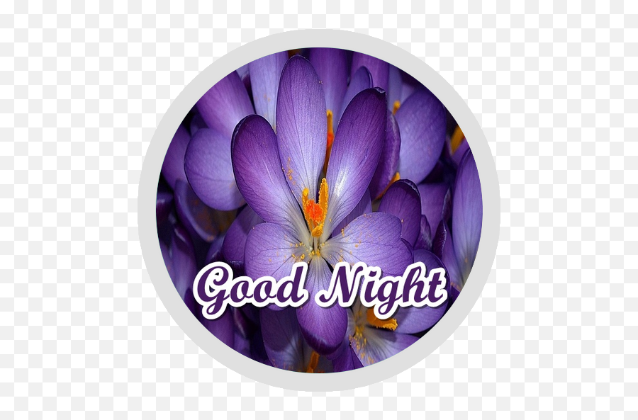 Good Night Flowers Stickers - Wastickerapps Apk 17 Png,Good Night Icon