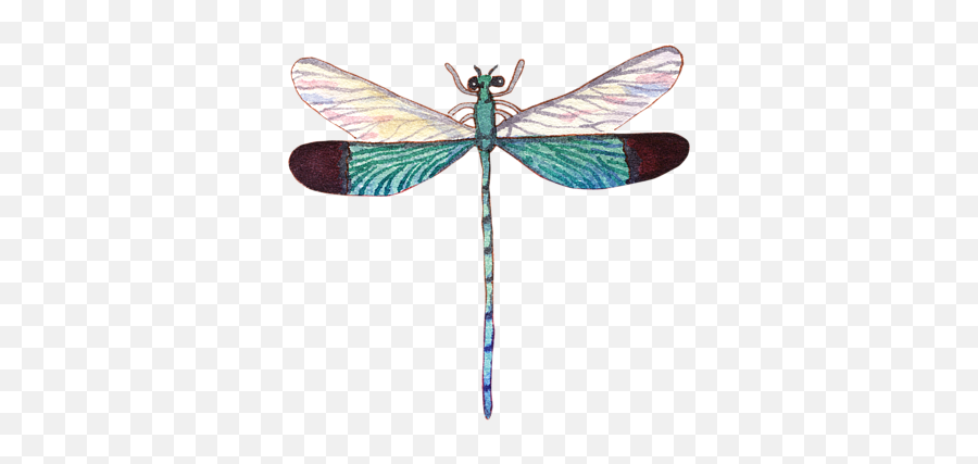 Download Hd Bleed Area May Not Be Visible - Tropical Dragonfly Png,Dragonfly Png