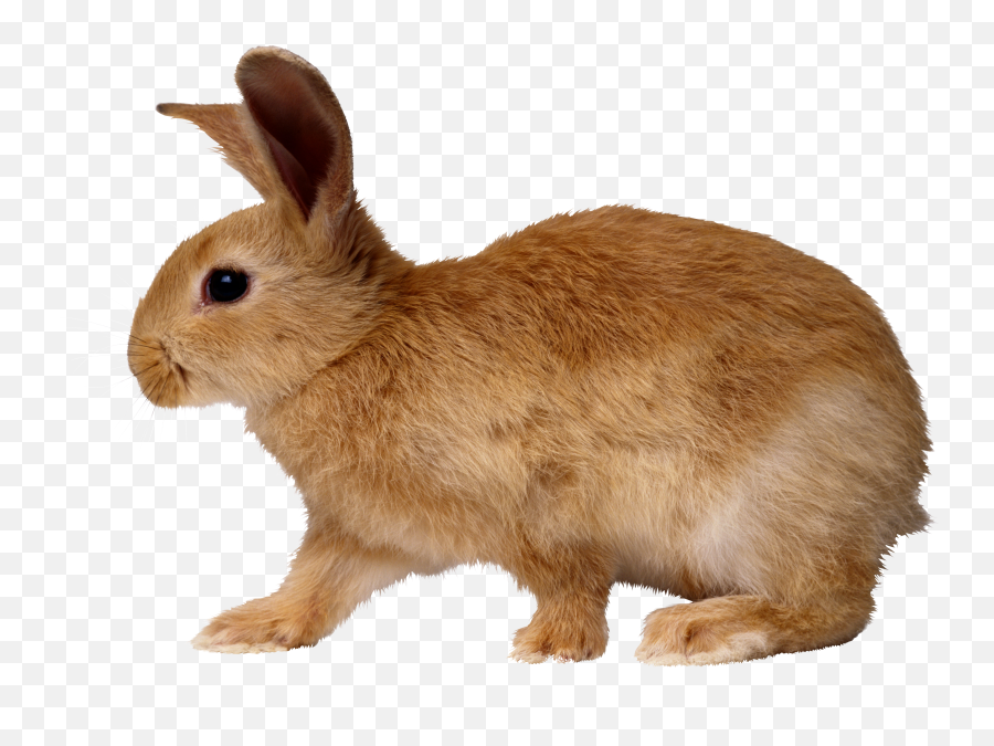 Rabbit Png Image - Rabbit Png,Rabbit Transparent Background