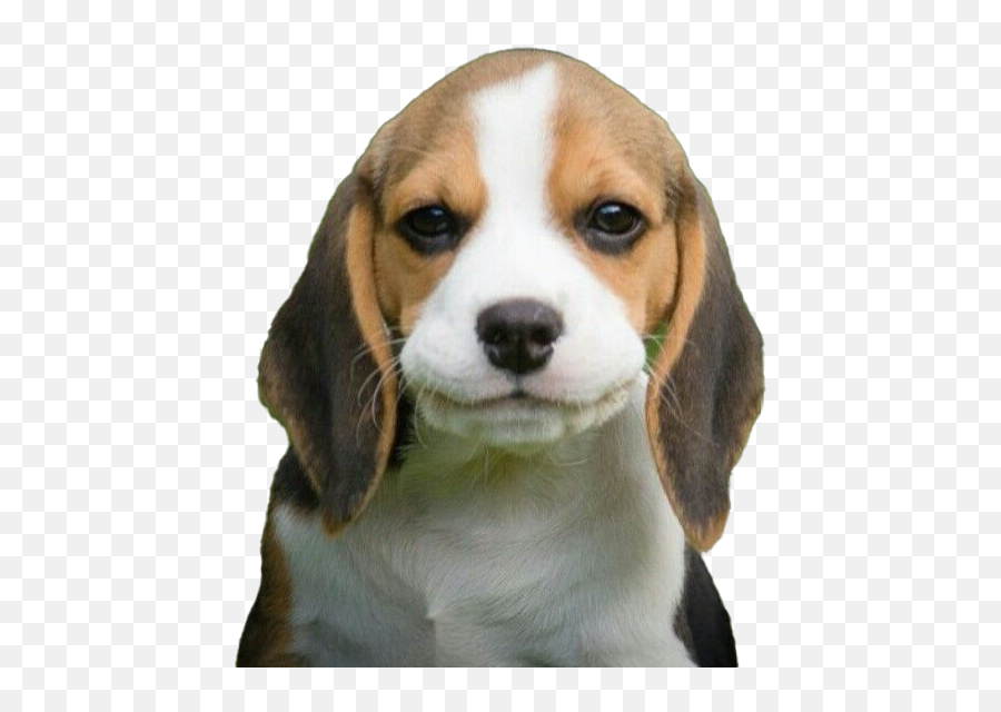 Beagle Dog Puppy Png