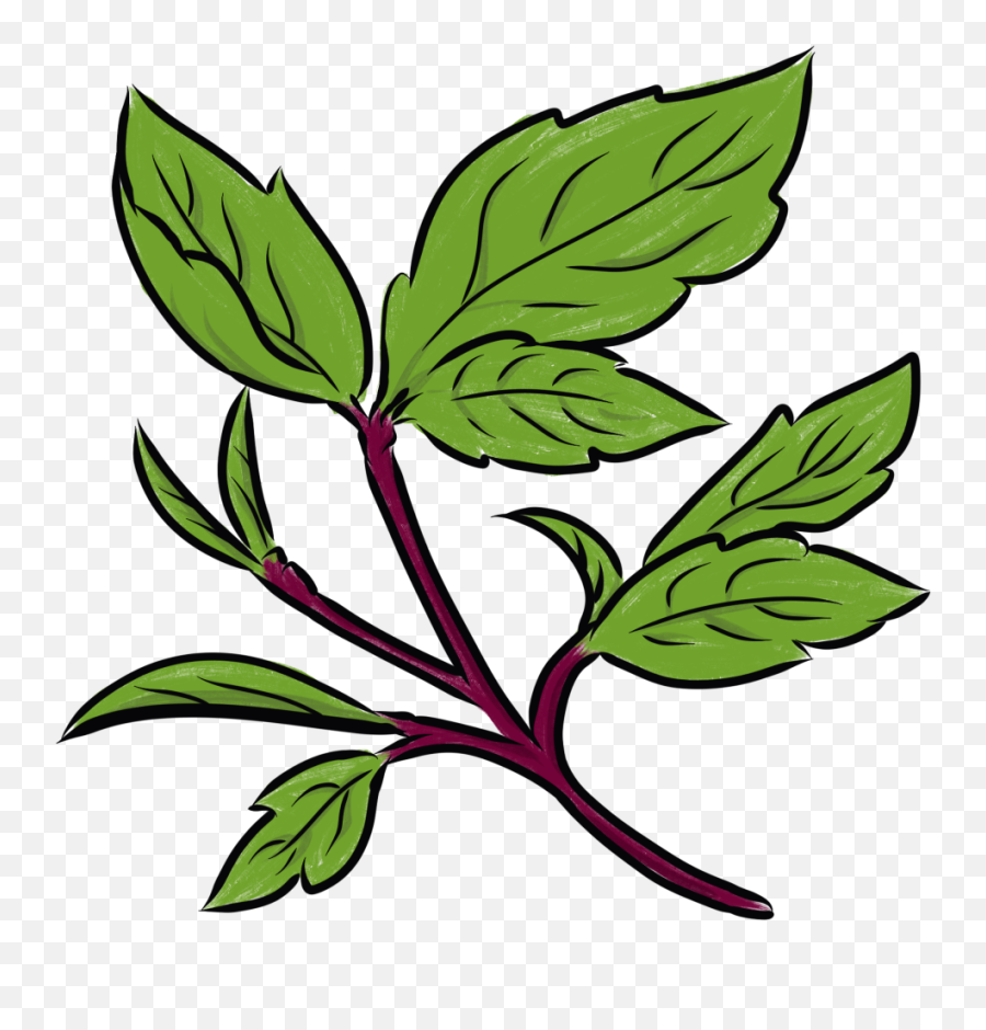 Thai Basil Transparent Png Image - Clip Art,Basil Png