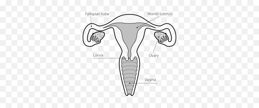 Ovary Drawing Uterus Transparent Png - Does A Womb Look Like,Uterus Png