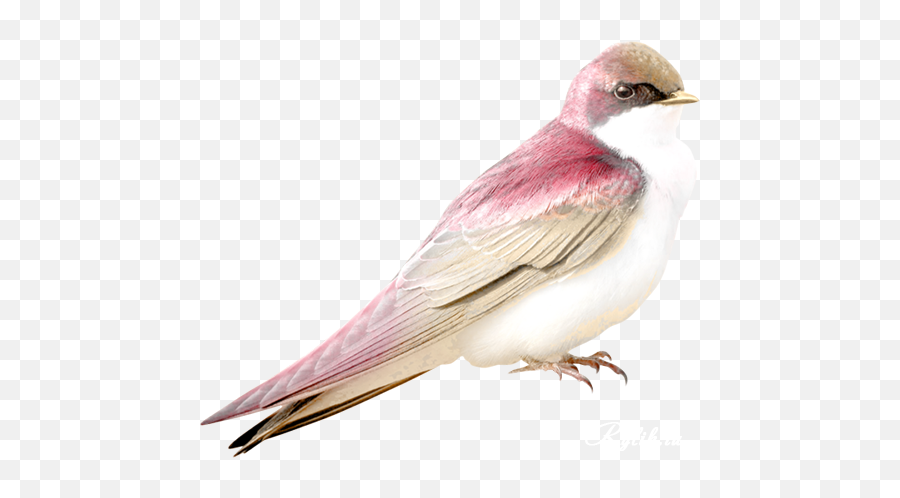 Png Bird - Transparent Pink Bird,Birds Transparent Background