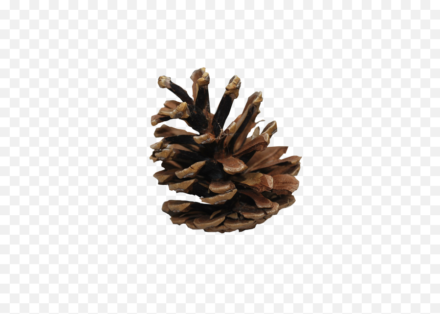 Pine Cone Png Pic 9 Transparent Background Images Free - Pine Cone Transparent Background,Needle Transparent Background