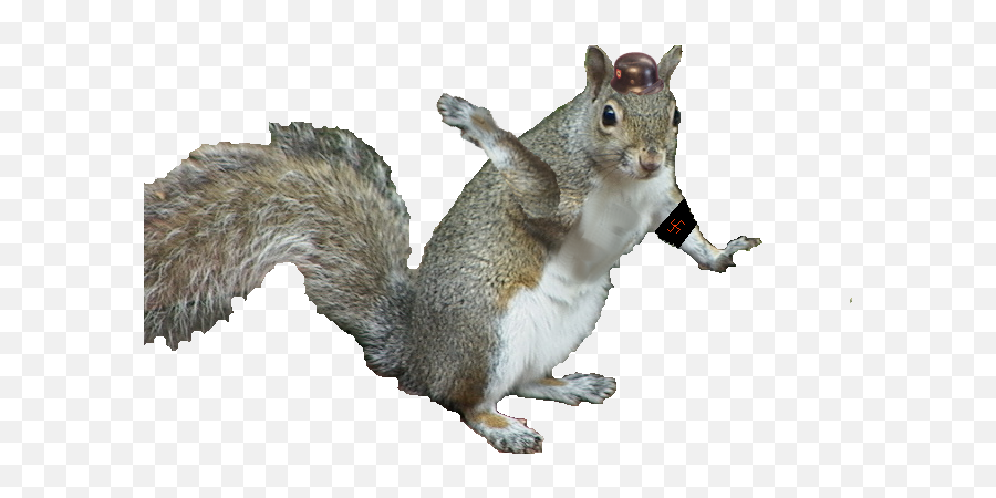 Gray Squirrel - Uncyclopedia The Contentfree Encyclopedia Fox Squirrel Png,Squirrel Transparent