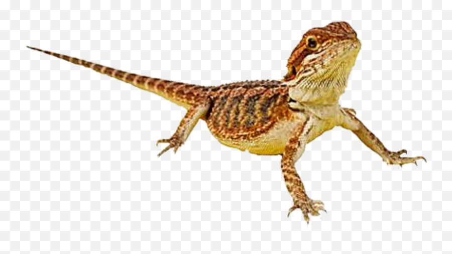 Report Abuse - Bearded Dragon Transparent Background Png,Bearded Dragon Png