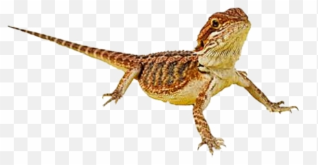 Report Abuse - Bearded Dragon Transparent Background Png,Bearded Dragon Png