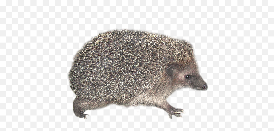 20 Hedgehog Png Images Are Free To - Hedgehog,Hedgehog Png