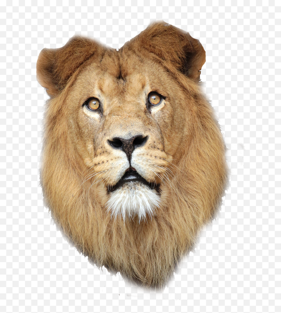 East African Lion Lionhead Rabbit Png Face