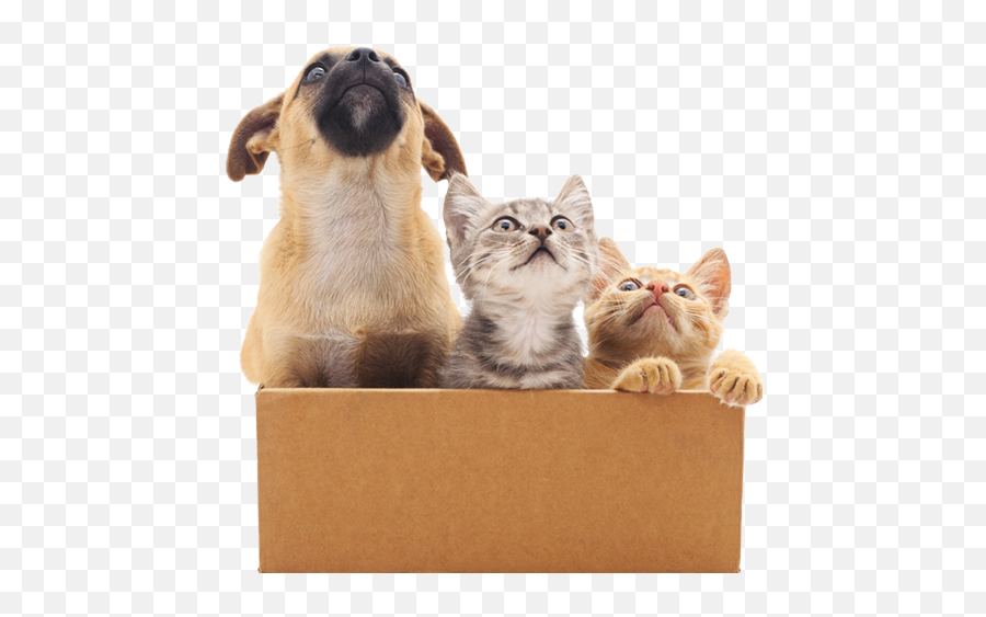 Moving House With Pets - Dierendatabank Petbase Verhuizen Huisdieren Png,Pets Png