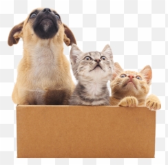 Moving House With Pets - Dierendatabank Petbase Verhuizen Huisdieren Png,Pets Png