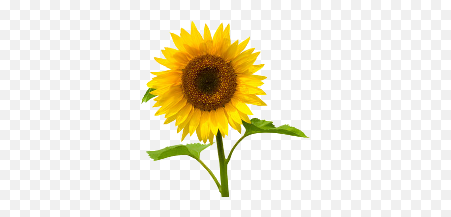 Girasol Png Image - Sunflower Images In White Background,Girasol Png