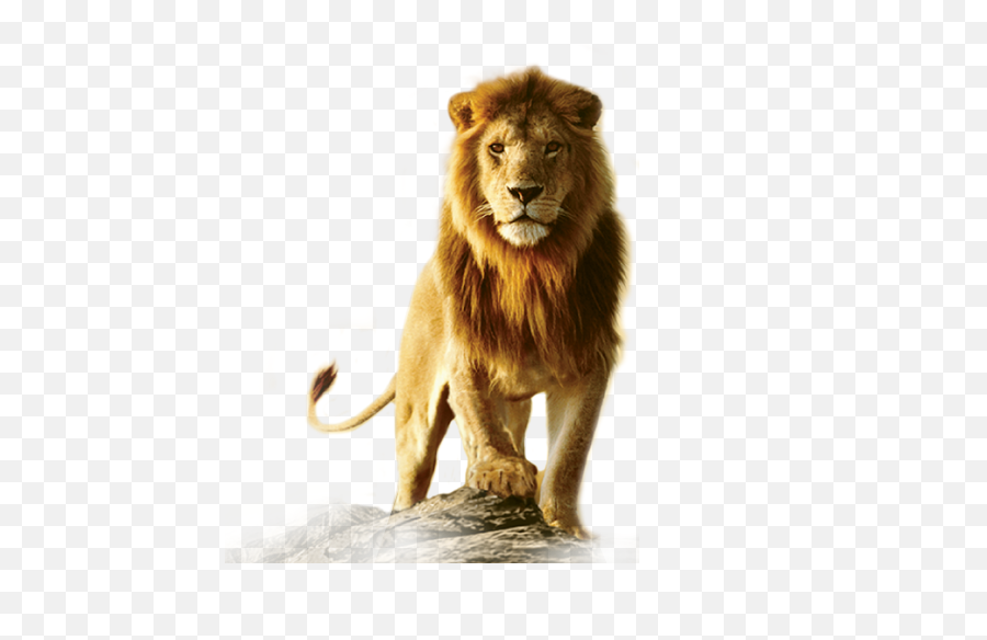 Lion - Practice With Taxonomy And Classification Answer Key Png,Lion Roar Png