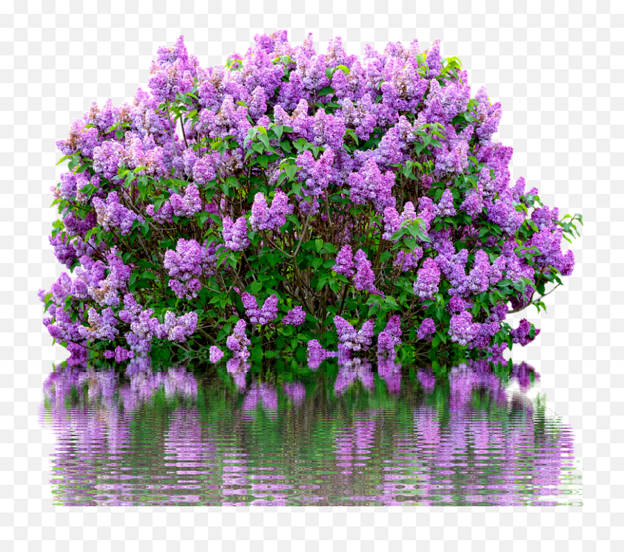 Lilac Spring Purple - Lilac Bush Clip Art Png,Lilac Png