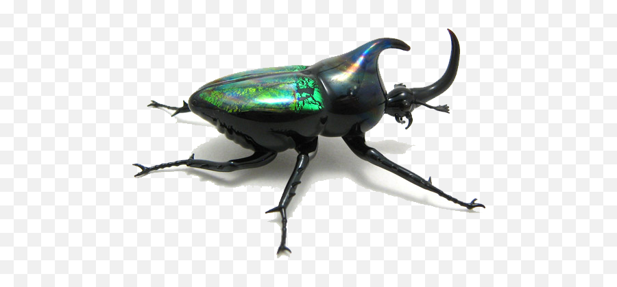 Beetle Png Transparent Images All - Beetle Png,Elephant Transparent Background