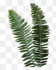 Royle Printing - Vertical Png,Fern Leaf Png
