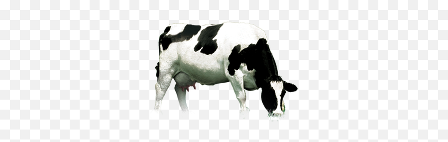 Cow Png Images Cattle