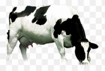 Cow Png Images Cattle