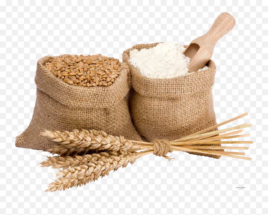Wheat Png Images Free Download Grains