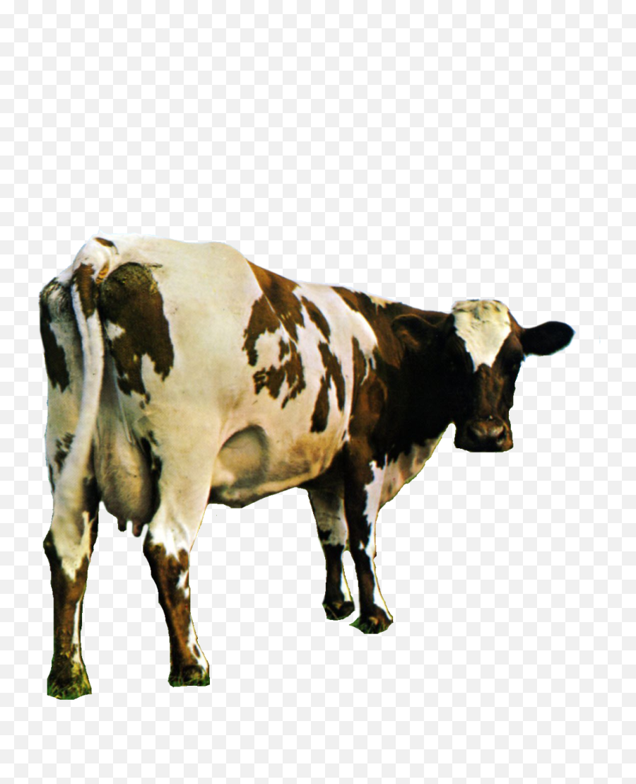 Snake Your Beard Hurts U2014 Transparent Pink Floyd Cow For - Pink Floyd Atom Heart Mother Png,Cow Transparent