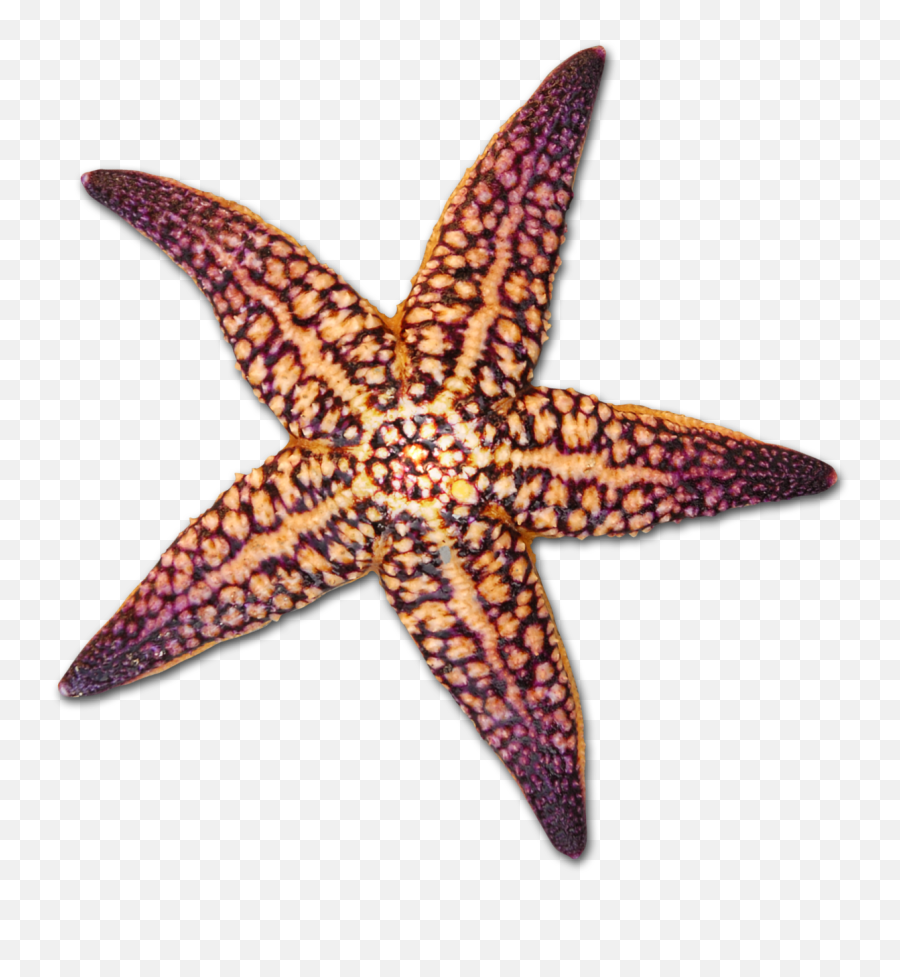 Shells Starfish Png Freeuse Library - Starfish Png,Starfish Transparent
