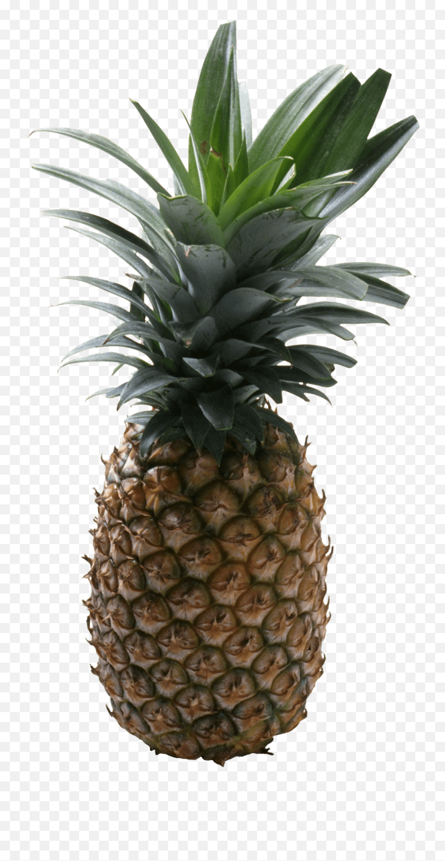 Pineapple Png Images Transparent Free