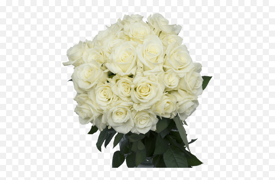 Escimo White Rose 50cm Connells Maple Lee Flowers And - Floribunda Png,White Rose Png