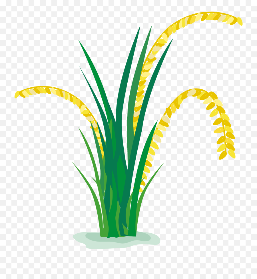 Rice Clipart Paddy - Rice Plant Cartoon Png,Rice Transparent Background