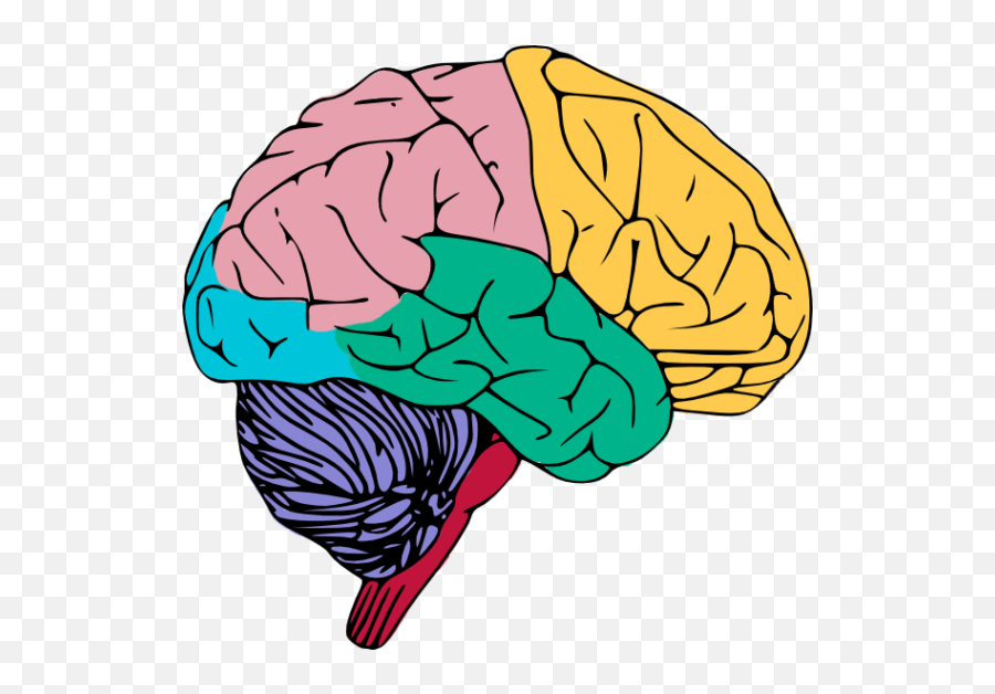 Human Brain Png High - Clipart Transparent Background Brain,Human Brain Png
